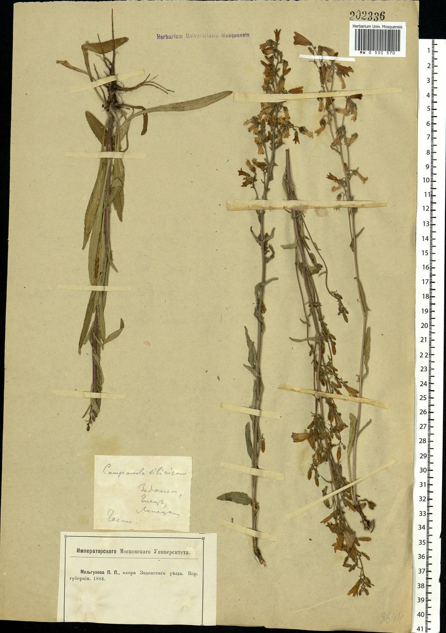 Campanula sibirica L., Eastern Europe, Central forest-and-steppe region (E6) (Russia)