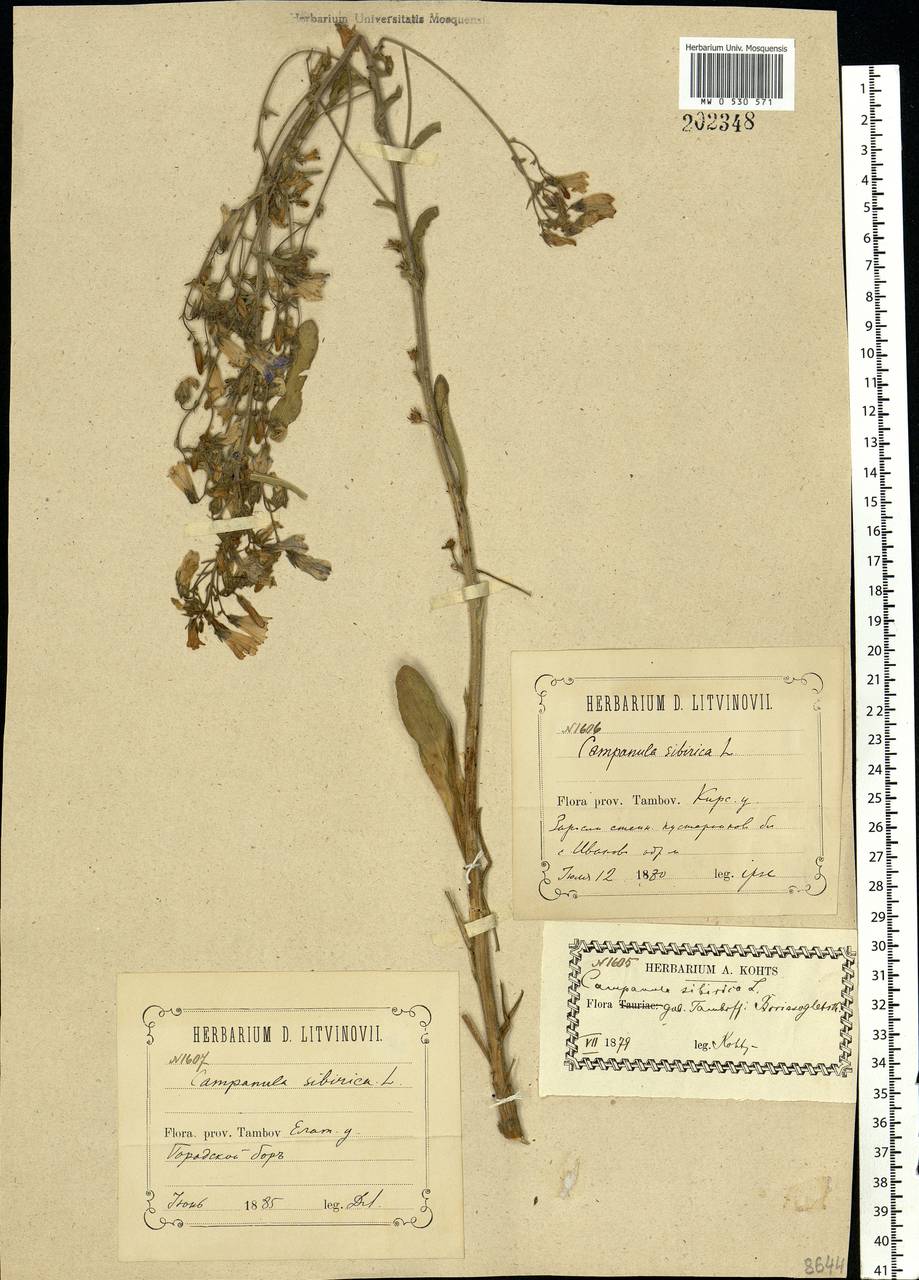Campanula sibirica L., Eastern Europe, Central forest-and-steppe region (E6) (Russia)