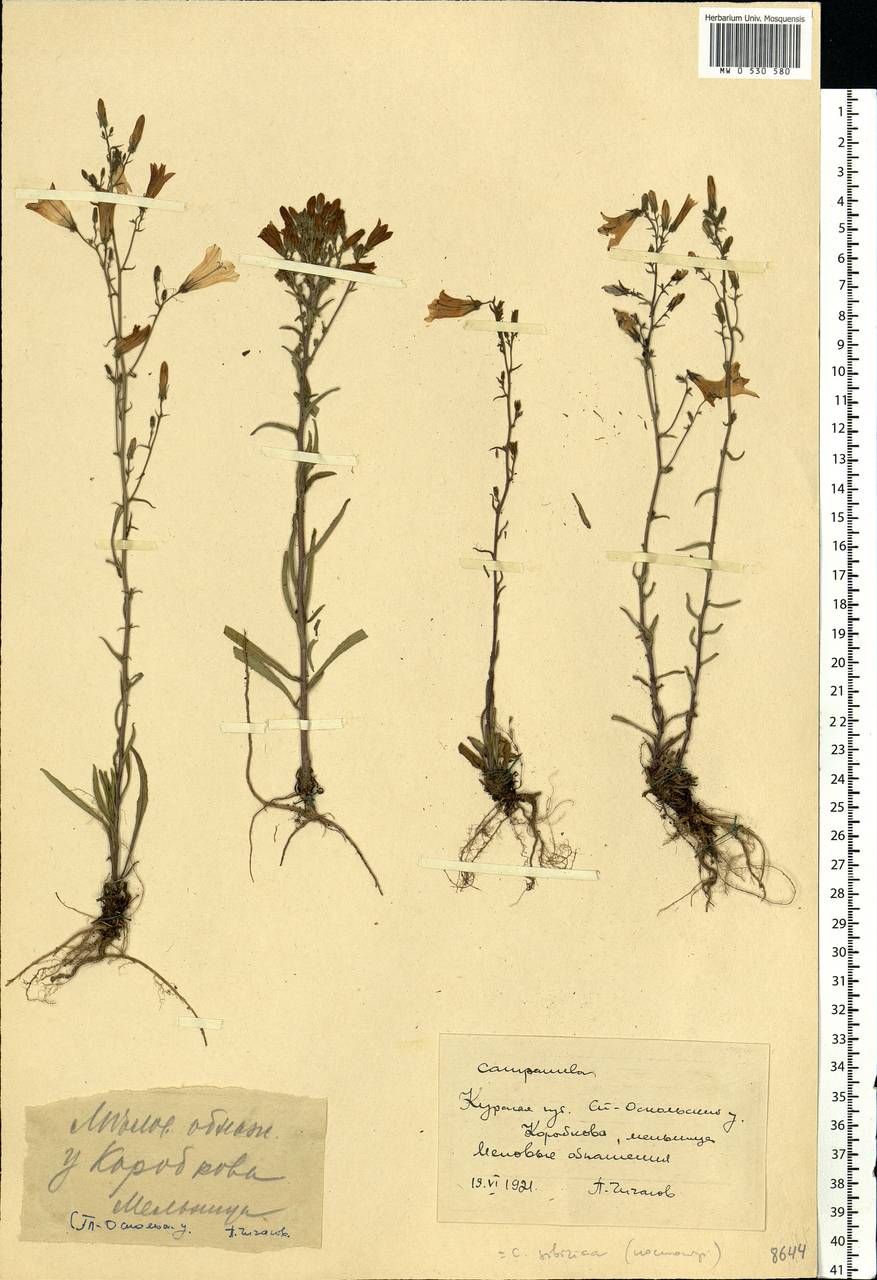 Campanula sibirica L., Eastern Europe, Central forest-and-steppe region (E6) (Russia)