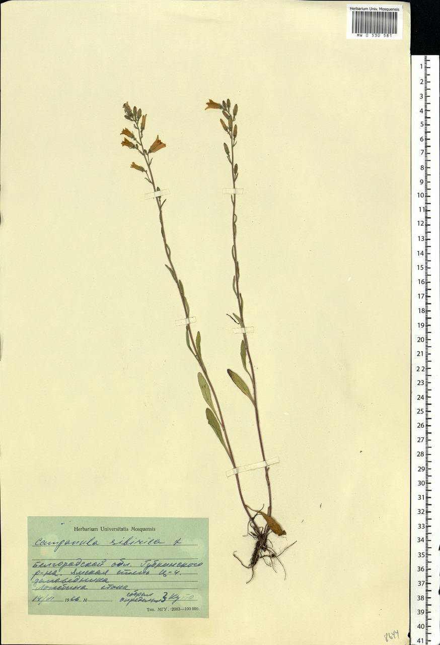 Campanula sibirica L., Eastern Europe, Central forest-and-steppe region (E6) (Russia)