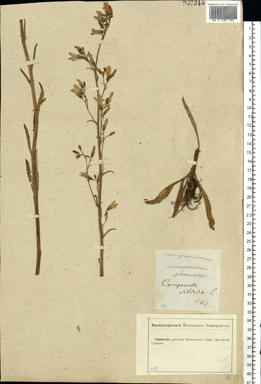 Campanula sibirica L., Eastern Europe, Central forest-and-steppe region (E6) (Russia)