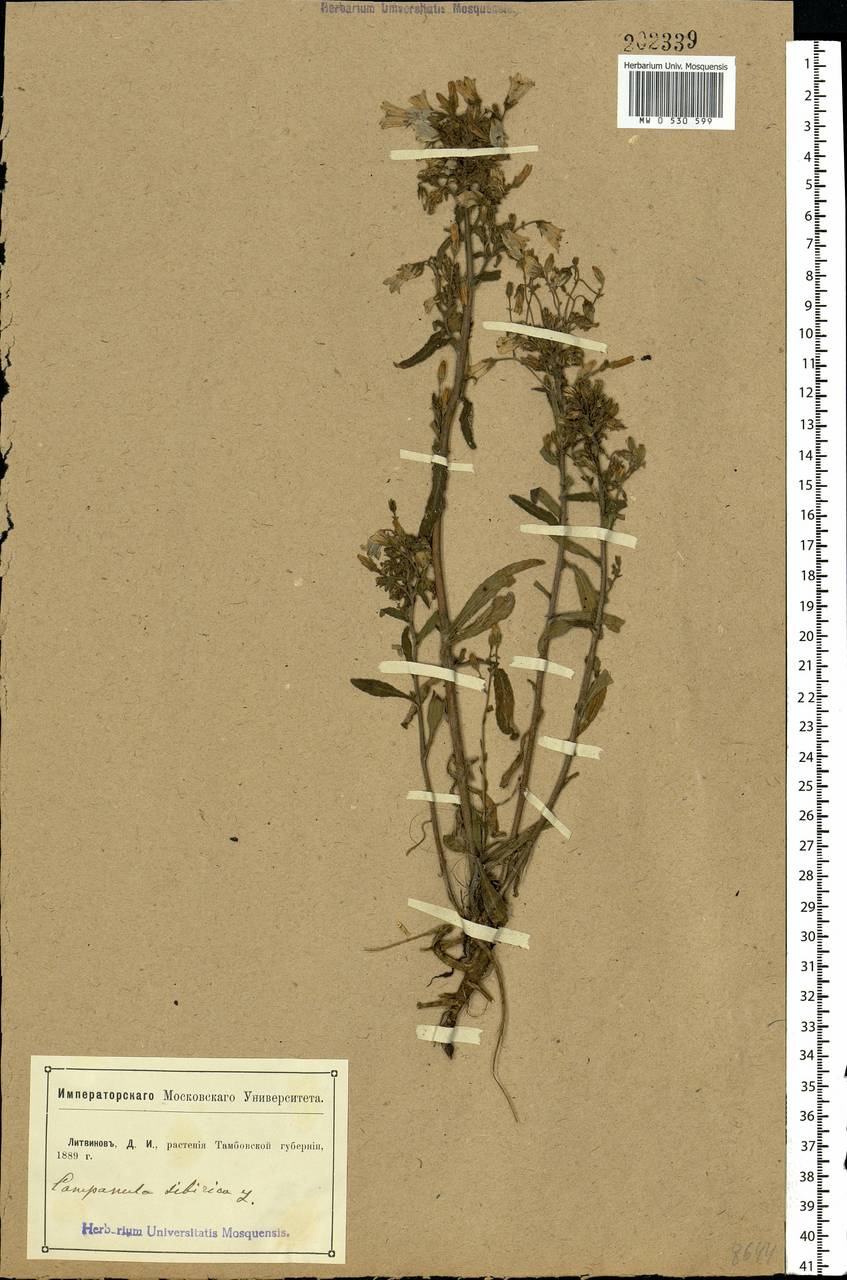 Campanula sibirica L., Eastern Europe, Central forest-and-steppe region (E6) (Russia)