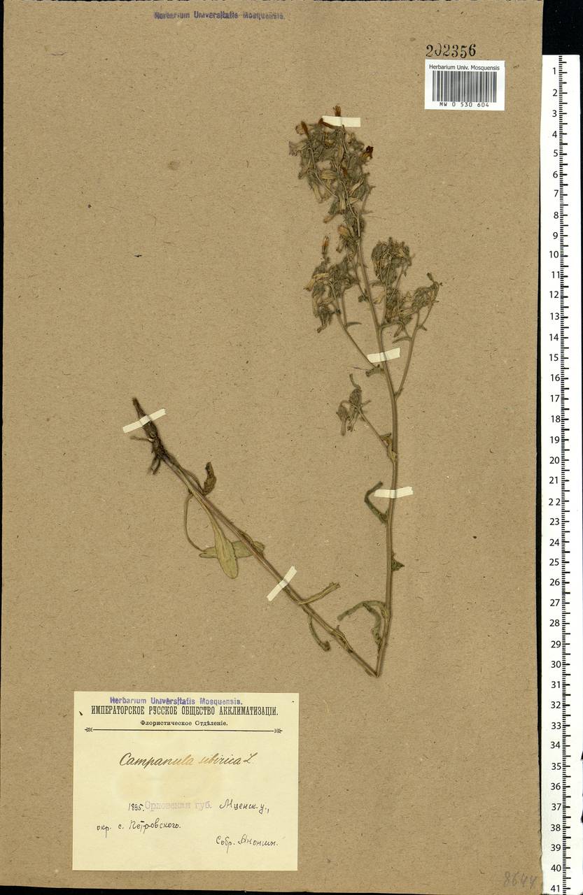 Campanula sibirica L., Eastern Europe, Central forest-and-steppe region (E6) (Russia)