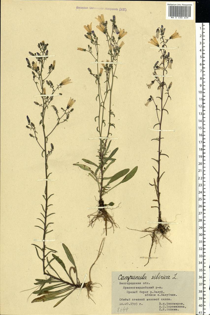 Campanula sibirica L., Eastern Europe, Central forest-and-steppe region (E6) (Russia)