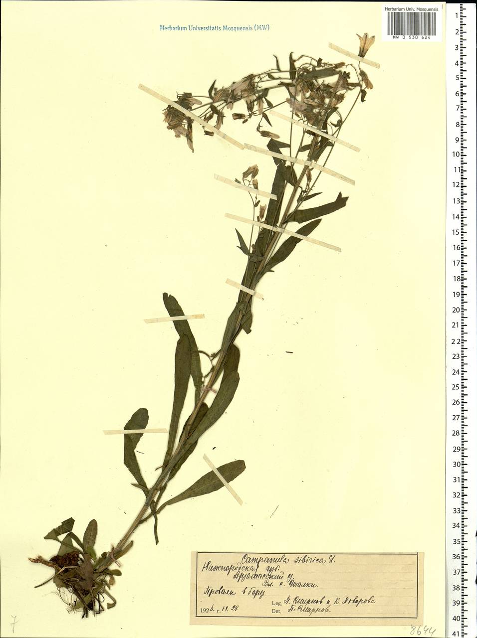 Campanula sibirica L., Eastern Europe, Volga-Kama region (E7) (Russia)