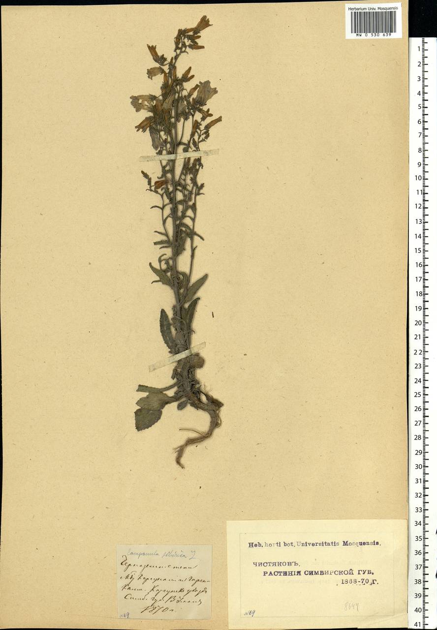 Campanula sibirica L., Eastern Europe, Middle Volga region (E8) (Russia)