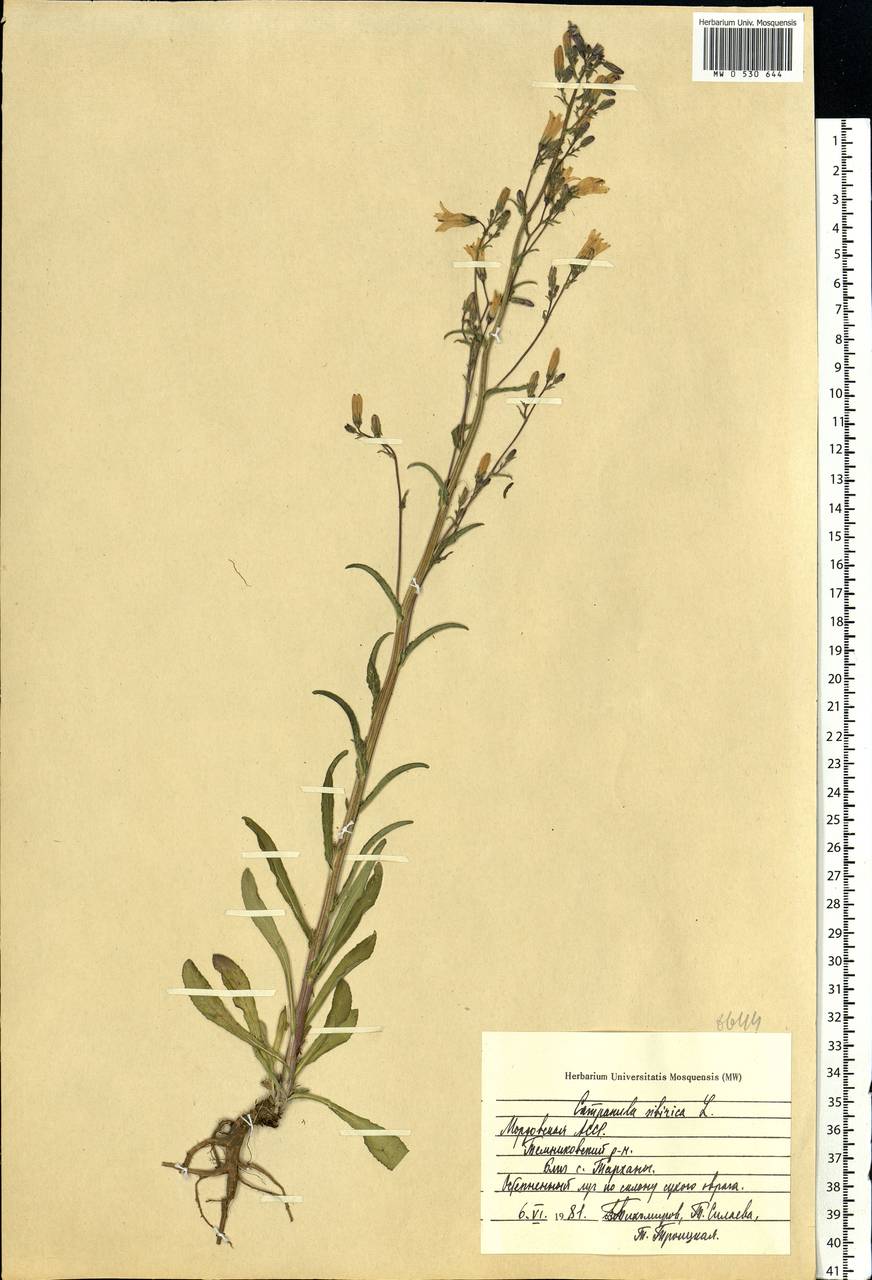 Campanula sibirica L., Eastern Europe, Middle Volga region (E8) (Russia)