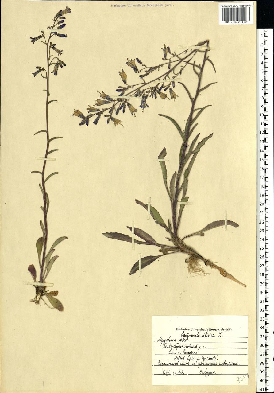 Campanula sibirica L., Eastern Europe, Middle Volga region (E8) (Russia)