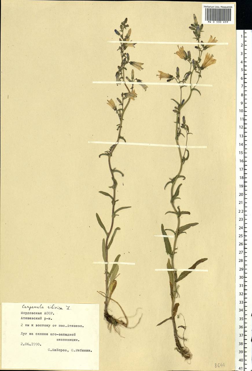 Campanula sibirica L., Eastern Europe, Middle Volga region (E8) (Russia)