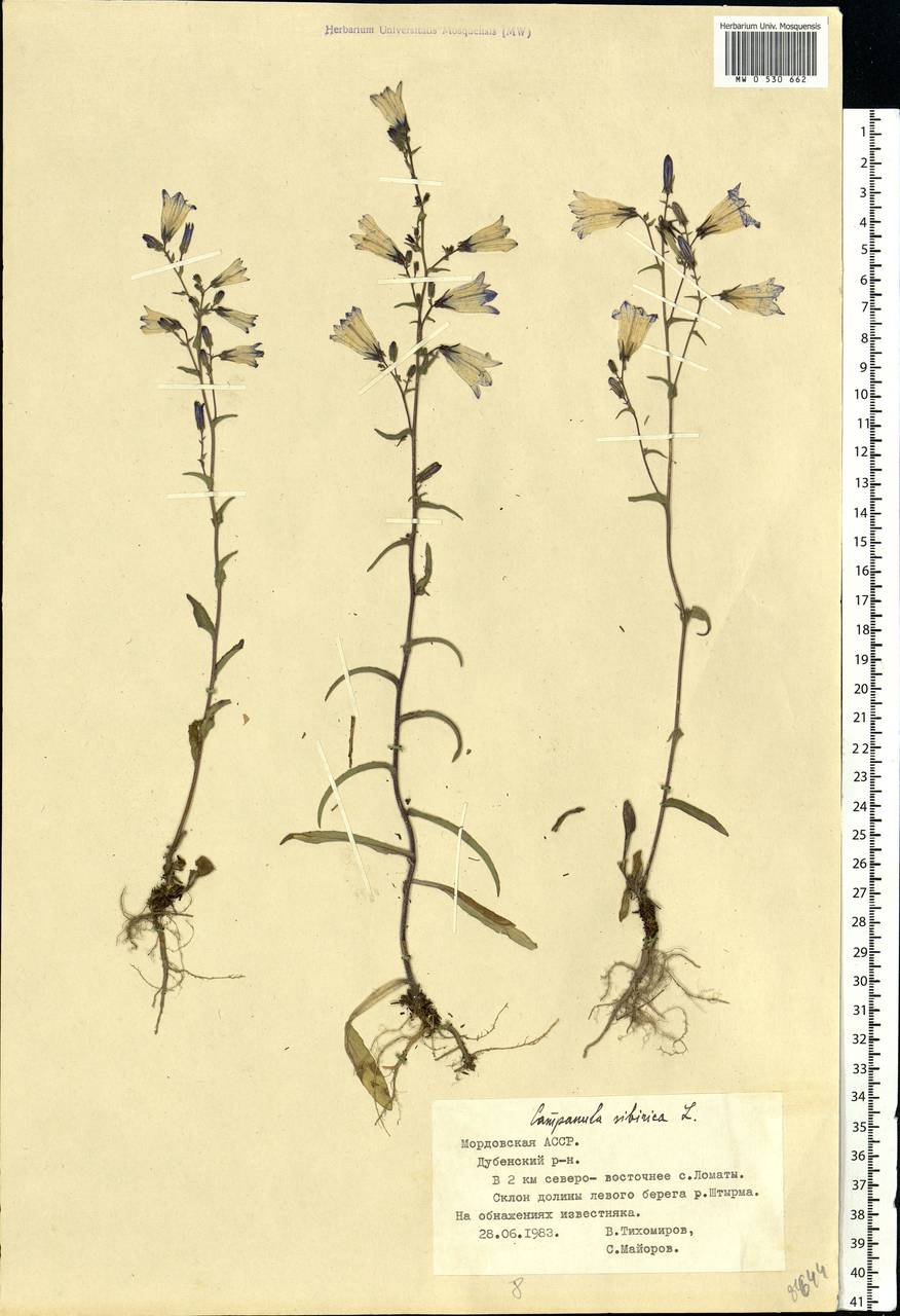 Campanula sibirica L., Eastern Europe, Middle Volga region (E8) (Russia)