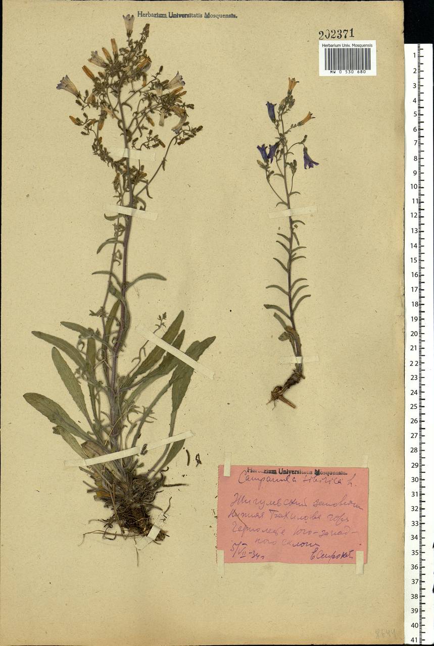 Campanula sibirica L., Eastern Europe, Middle Volga region (E8) (Russia)