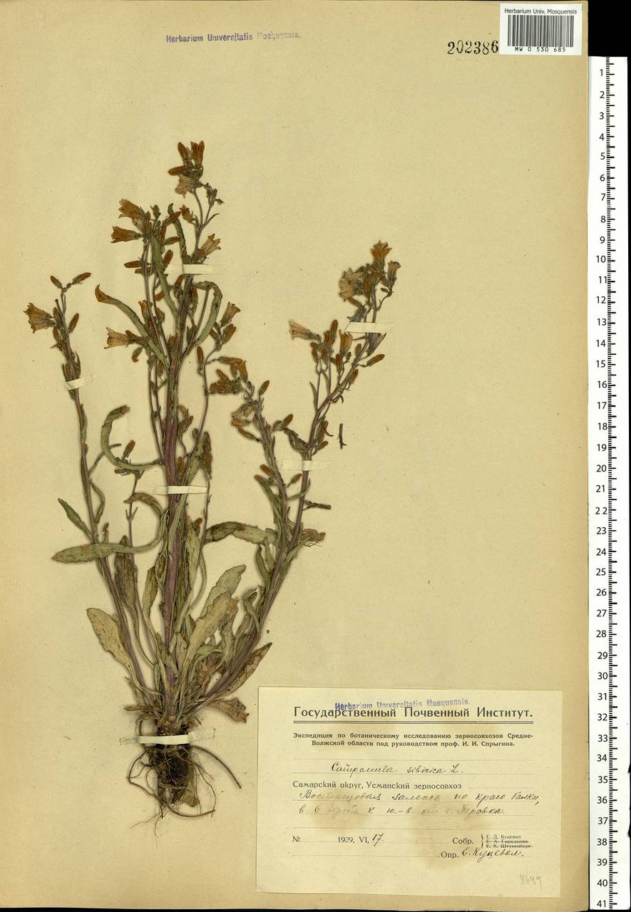 Campanula sibirica L., Eastern Europe, Middle Volga region (E8) (Russia)