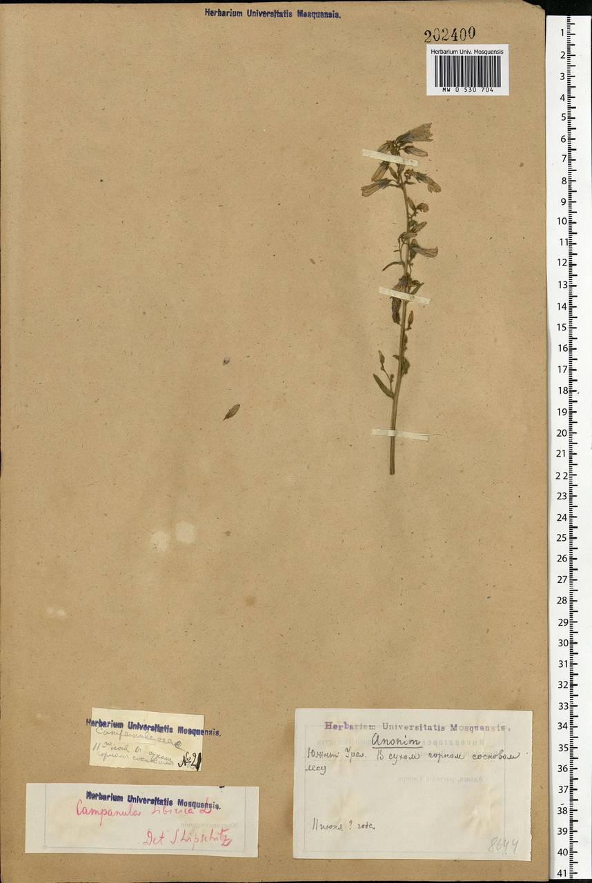 Campanula sibirica L., Eastern Europe, Eastern region (E10) (Russia)