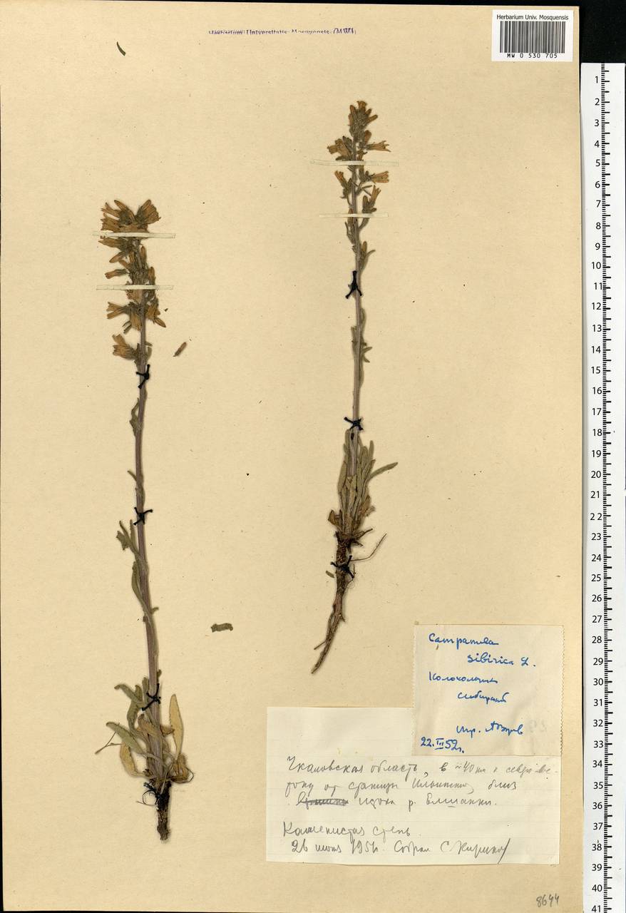 Campanula sibirica L., Eastern Europe, Eastern region (E10) (Russia)