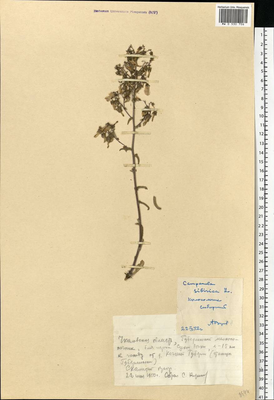 Campanula sibirica L., Eastern Europe, Eastern region (E10) (Russia)