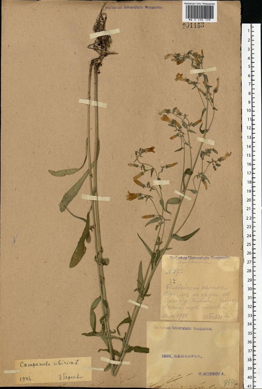 Campanula sibirica L., Eastern Europe, Eastern region (E10) (Russia)