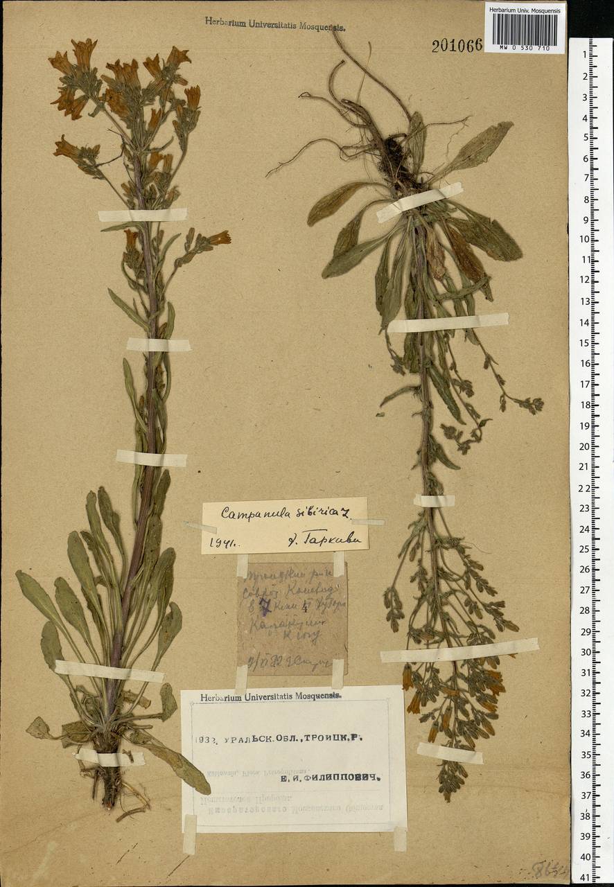 Campanula sibirica L., Eastern Europe, Eastern region (E10) (Russia)