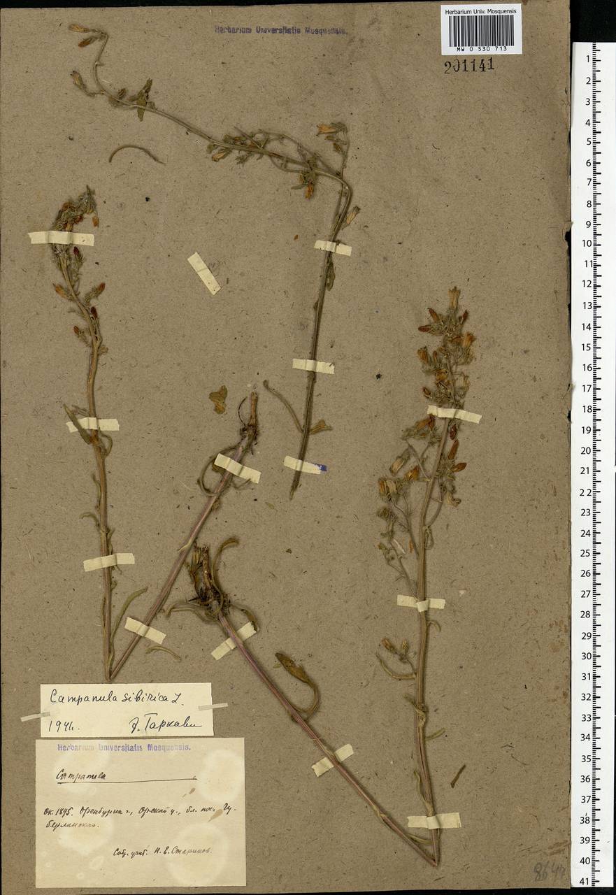 Campanula sibirica L., Eastern Europe, Eastern region (E10) (Russia)