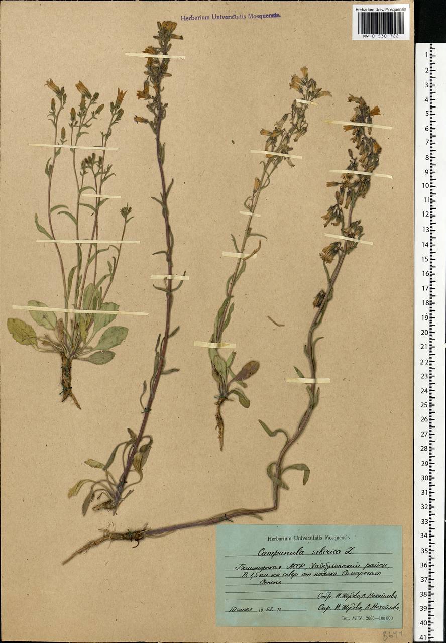 Campanula sibirica L., Eastern Europe, Eastern region (E10) (Russia)