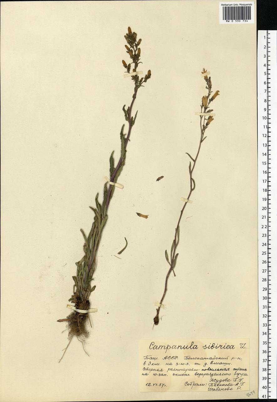 Campanula sibirica L., Eastern Europe, Eastern region (E10) (Russia)