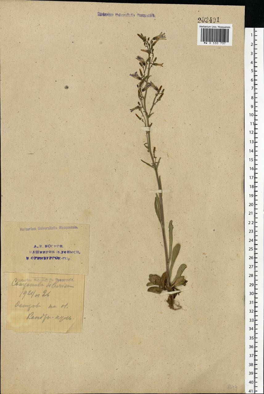 Campanula sibirica L., Eastern Europe, Eastern region (E10) (Russia)