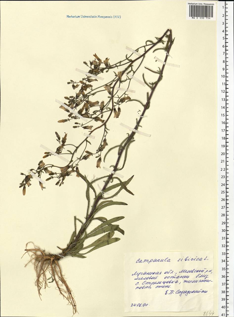 Campanula sibirica L., Eastern Europe, North Ukrainian region (E11) (Ukraine)