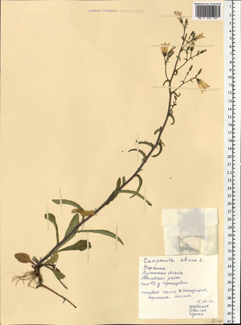 Campanula sibirica L., Eastern Europe, North Ukrainian region (E11) (Ukraine)