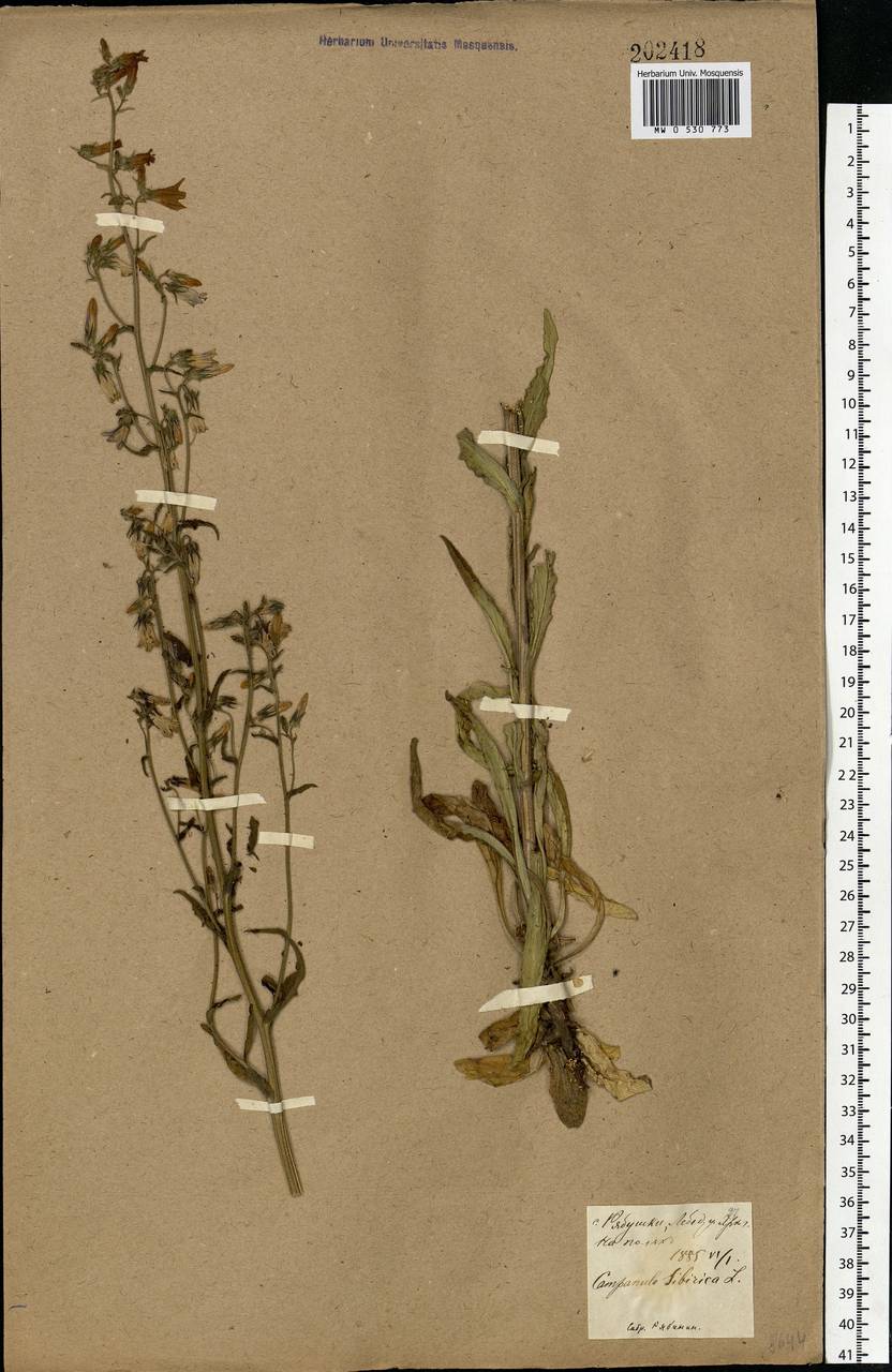 Campanula sibirica L., Eastern Europe, North Ukrainian region (E11) (Ukraine)
