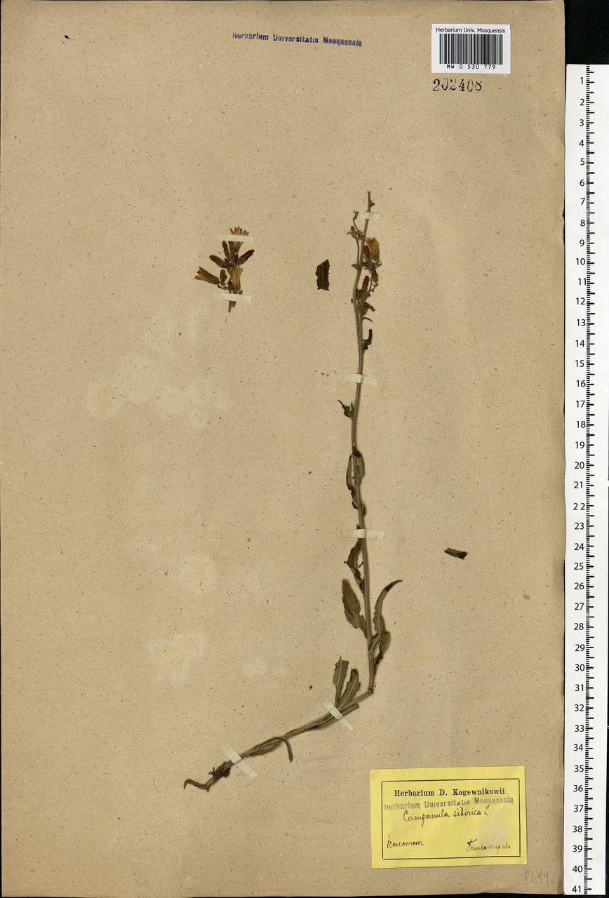 Campanula sibirica L., Eastern Europe, North Ukrainian region (E11) (Ukraine)