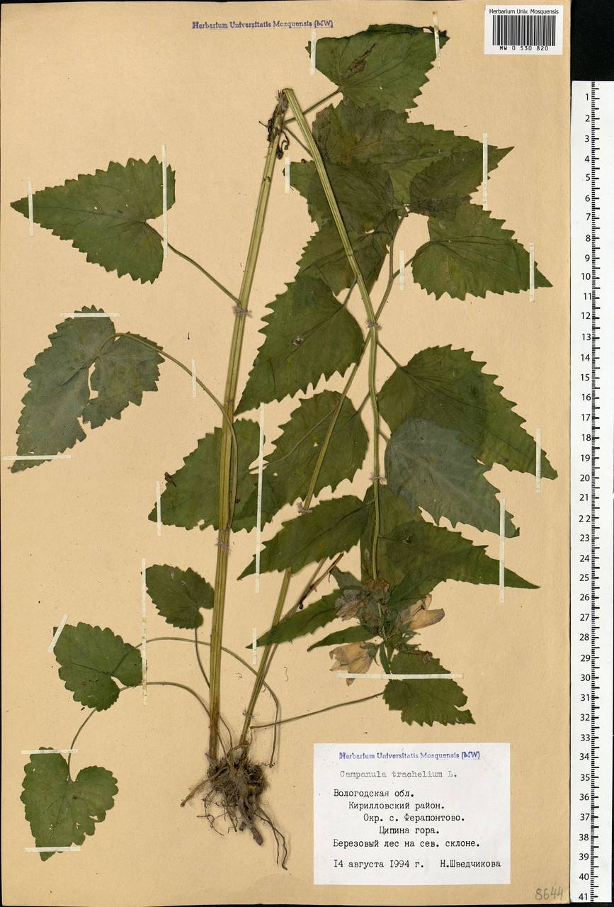 Campanula trachelium L., Eastern Europe, Northern region (E1) (Russia)