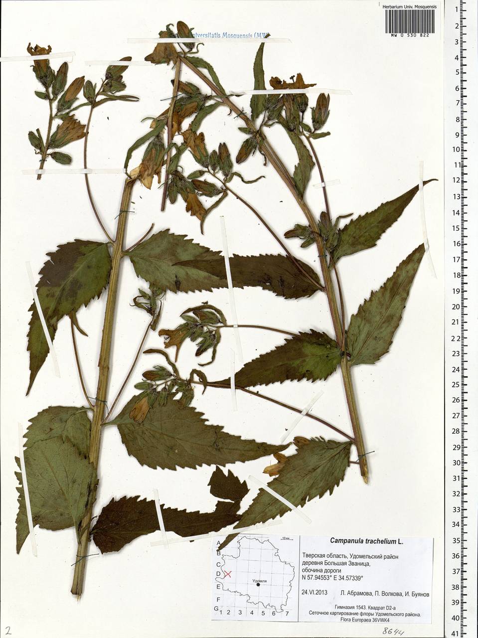 Campanula trachelium L., Eastern Europe, North-Western region (E2) (Russia)