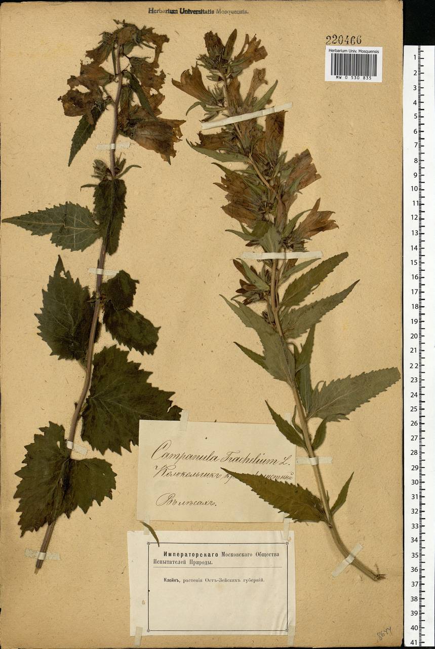 Campanula trachelium L., Eastern Europe, Latvia (E2b) (Latvia)
