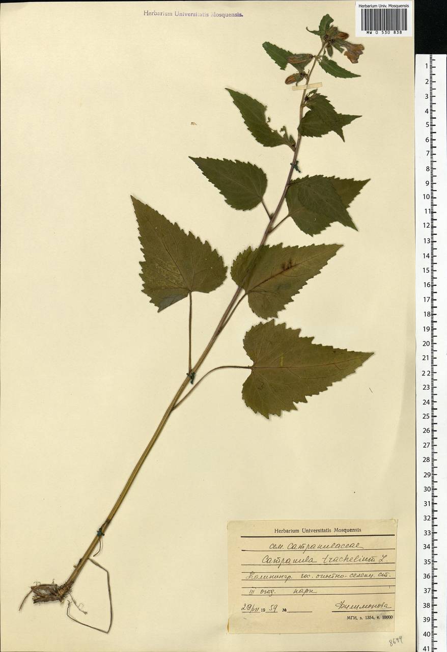 Campanula trachelium L., Eastern Europe, North-Western region (E2) (Russia)