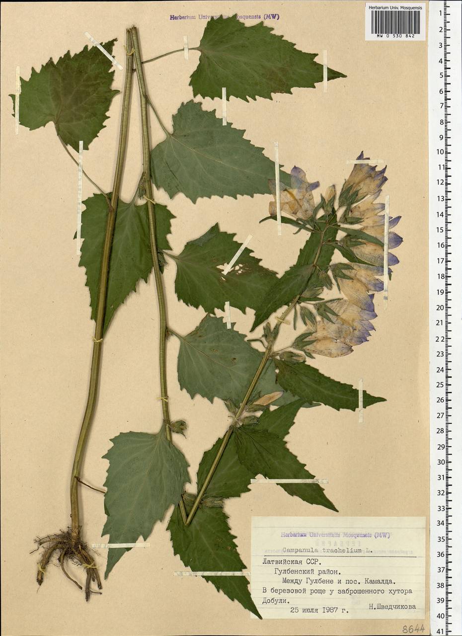 Campanula trachelium L., Eastern Europe, Latvia (E2b) (Latvia)