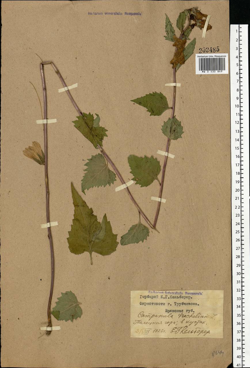Campanula trachelium L., Eastern Europe, Western region (E3) (Russia)