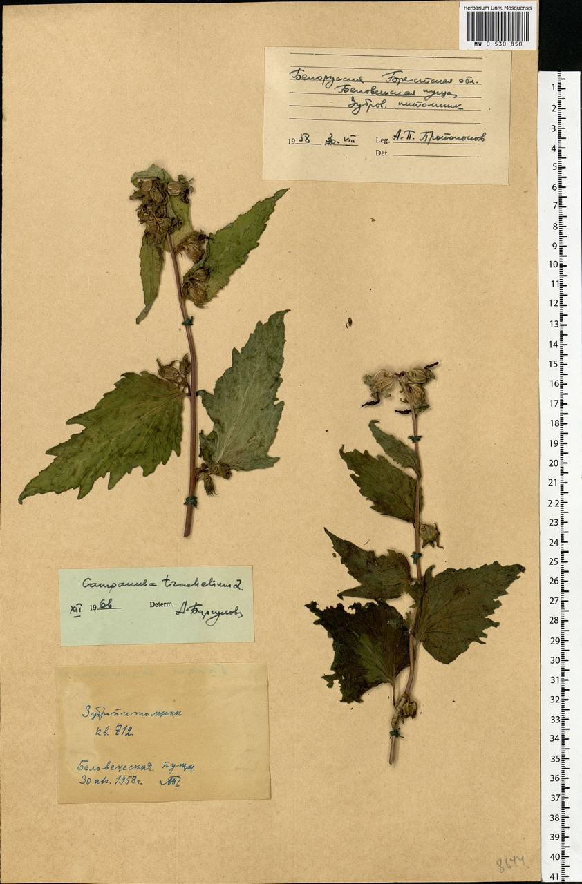 Campanula trachelium L., Eastern Europe, Belarus (E3a) (Belarus)