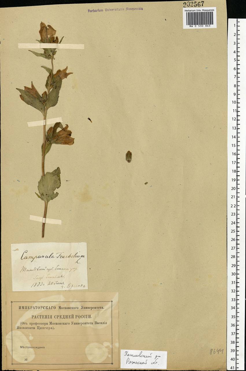 Campanula trachelium L., Eastern Europe, Central region (E4) (Russia)