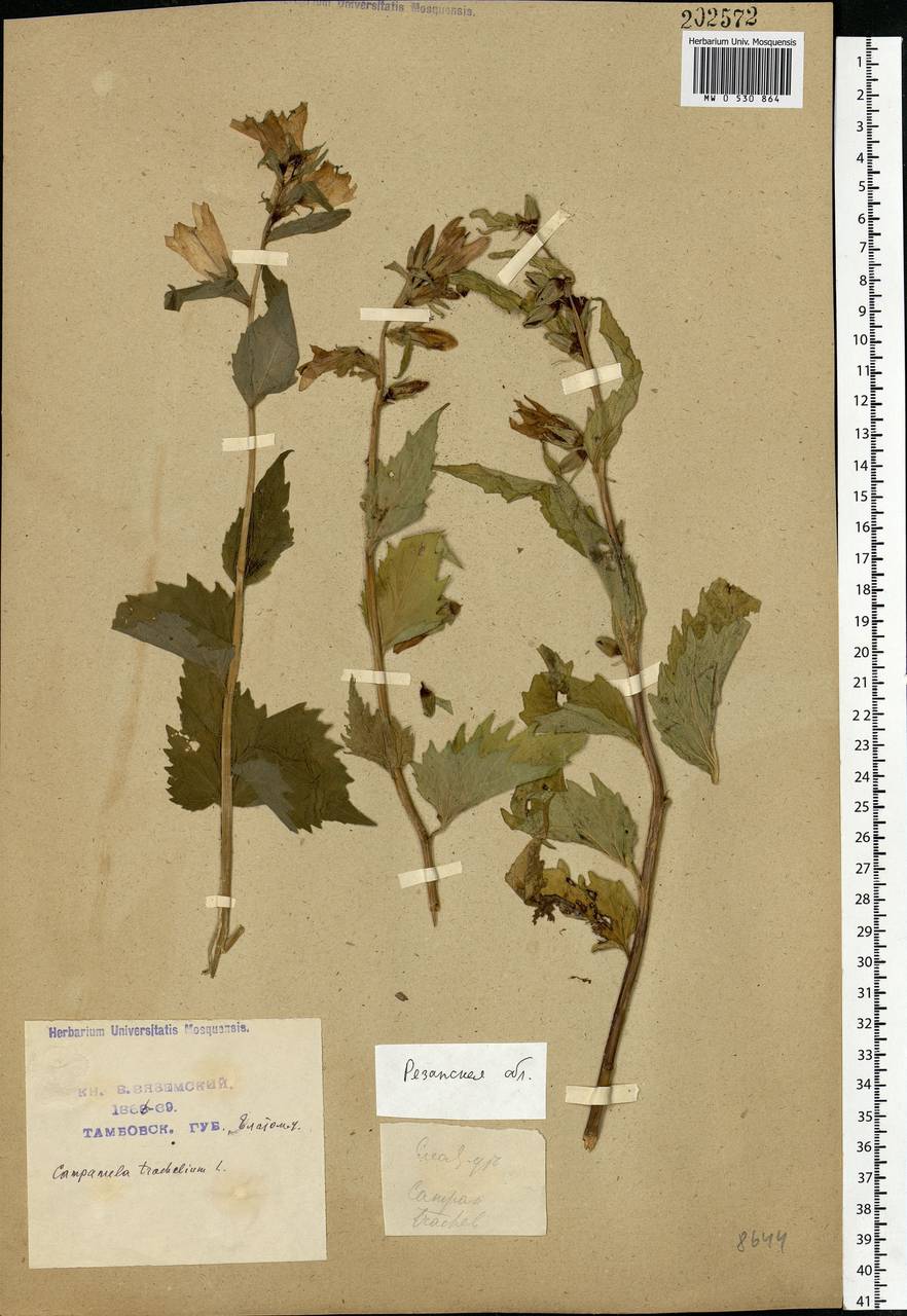 Campanula trachelium L., Eastern Europe, Central region (E4) (Russia)