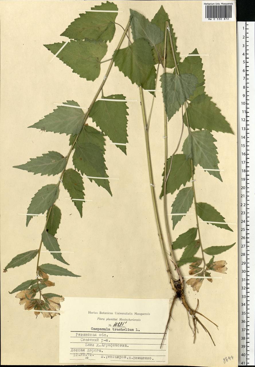 Campanula trachelium L., Eastern Europe, Central region (E4) (Russia)