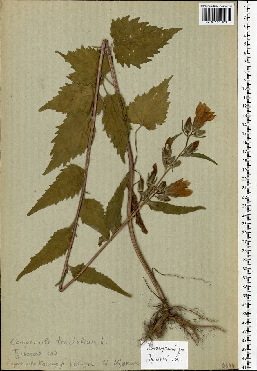 Campanula trachelium L., Eastern Europe, Central region (E4) (Russia)