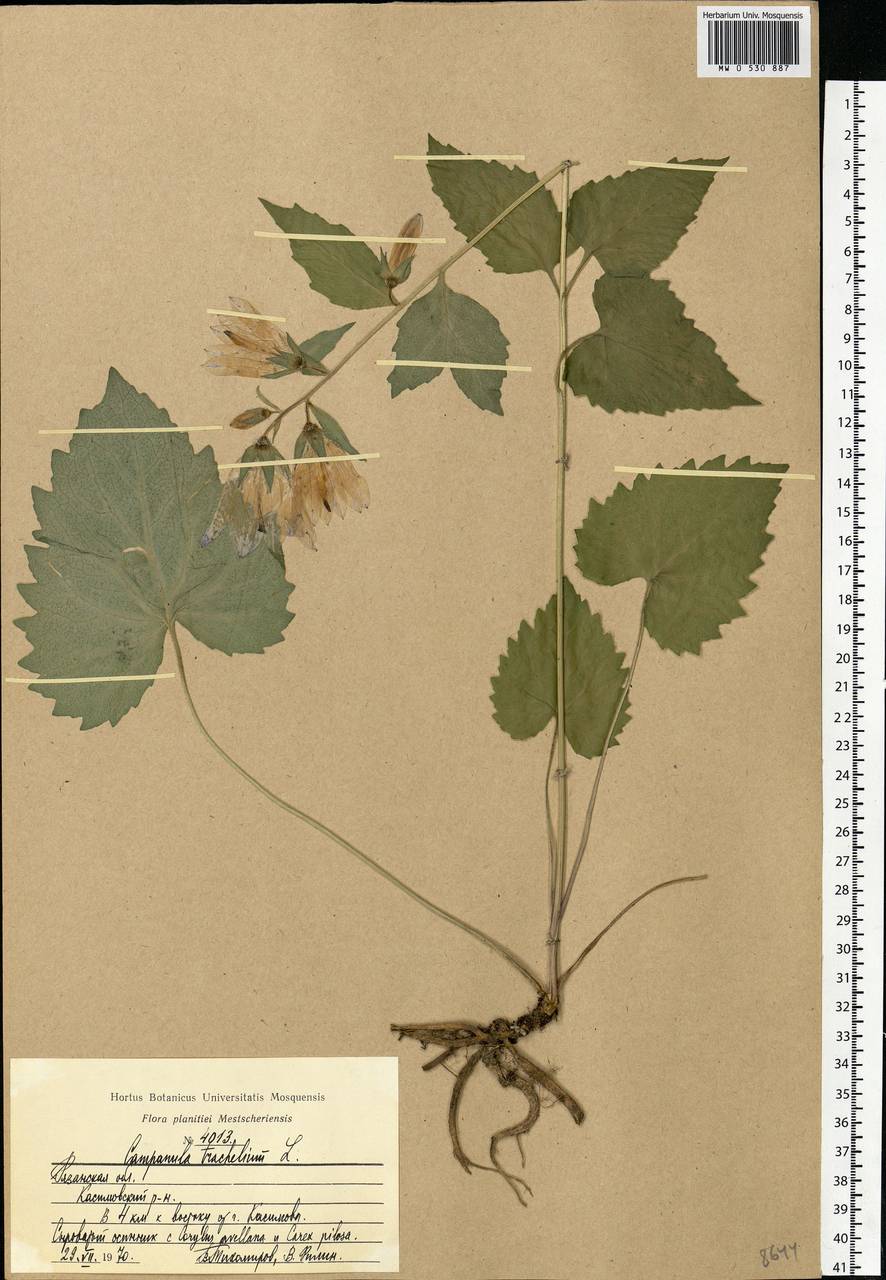 Campanula trachelium L., Eastern Europe, Central region (E4) (Russia)