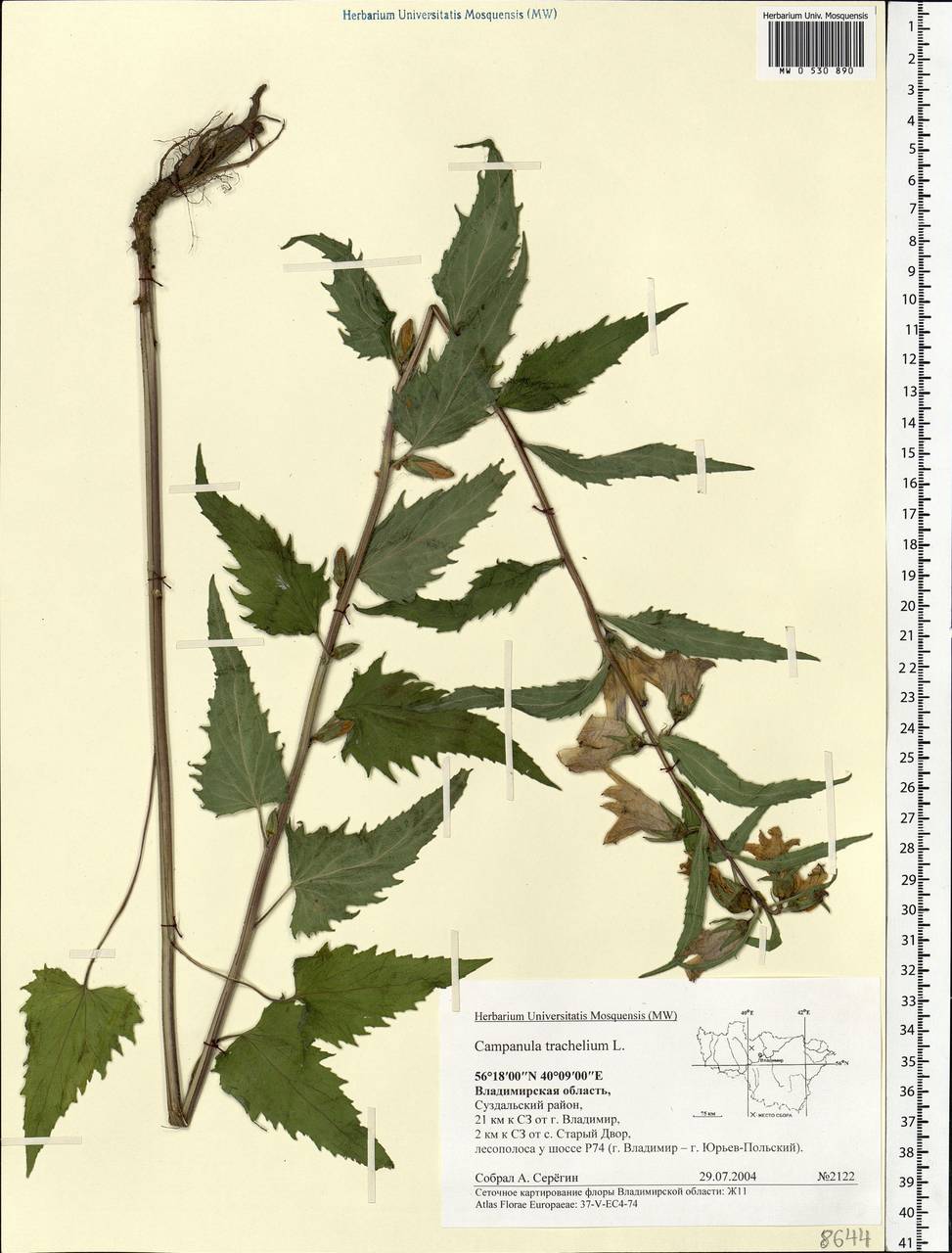 Campanula trachelium L., Eastern Europe, Central region (E4) (Russia)