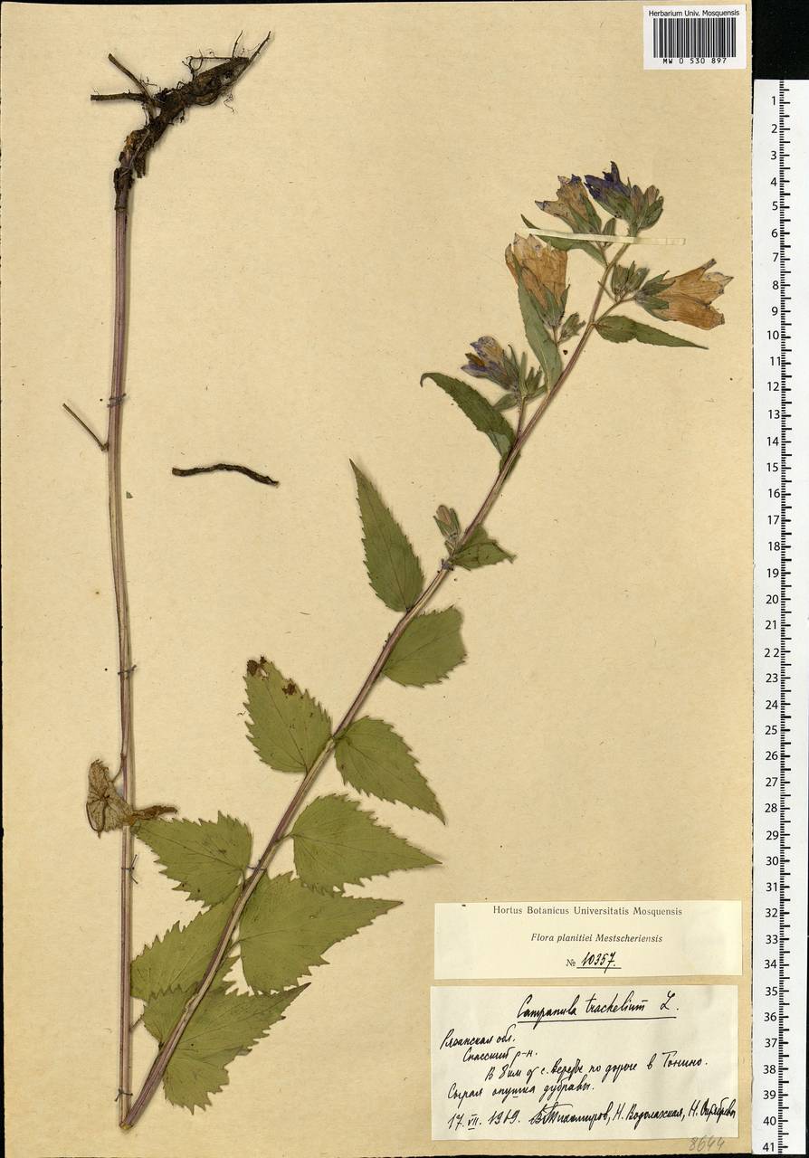 Campanula trachelium L., Eastern Europe, Central region (E4) (Russia)