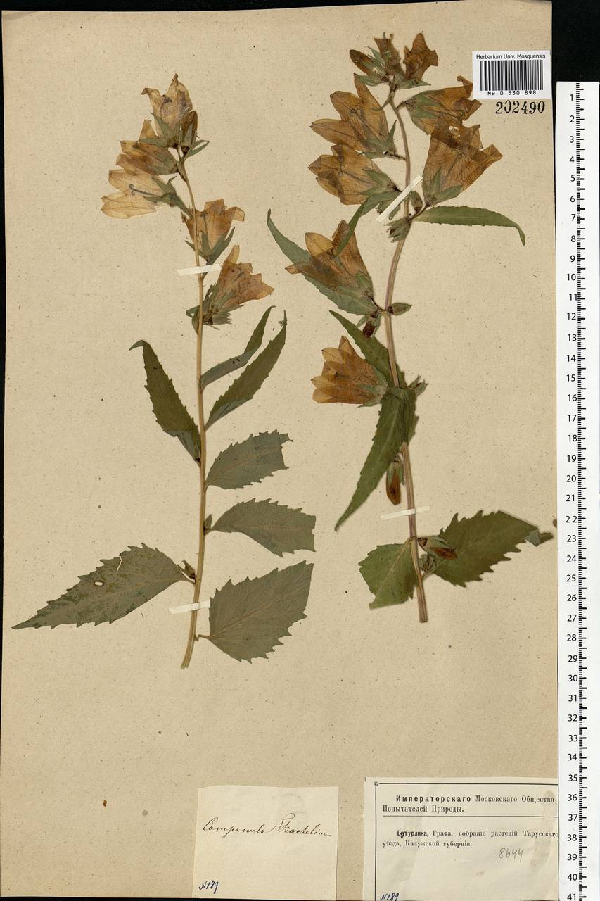 Campanula trachelium L., Eastern Europe, Central region (E4) (Russia)