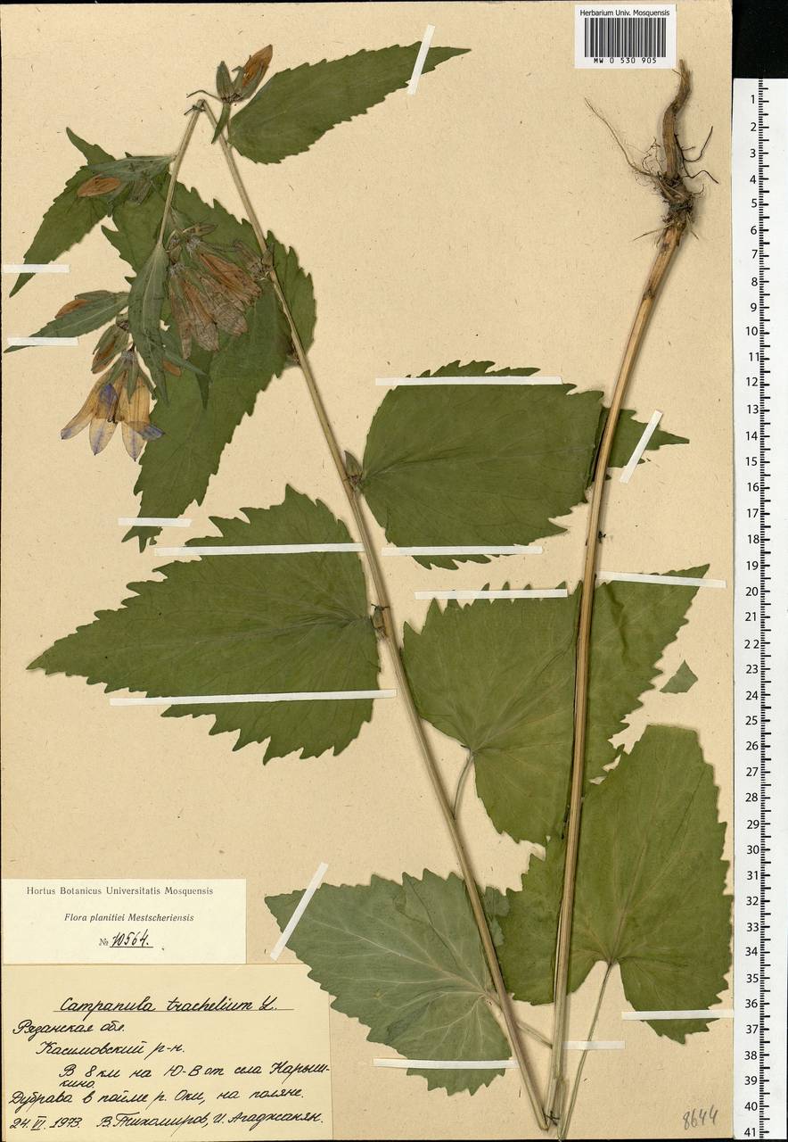Campanula trachelium L., Eastern Europe, Central region (E4) (Russia)