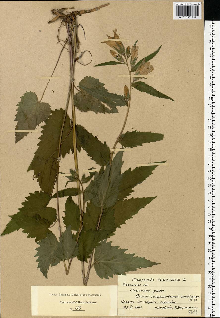 Campanula trachelium L., Eastern Europe, Central region (E4) (Russia)