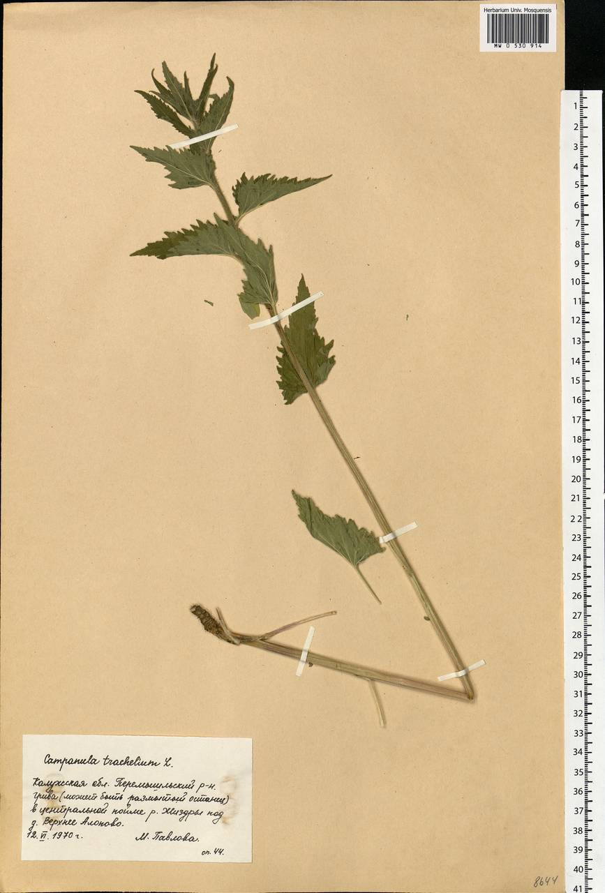 Campanula trachelium L., Eastern Europe, Central region (E4) (Russia)