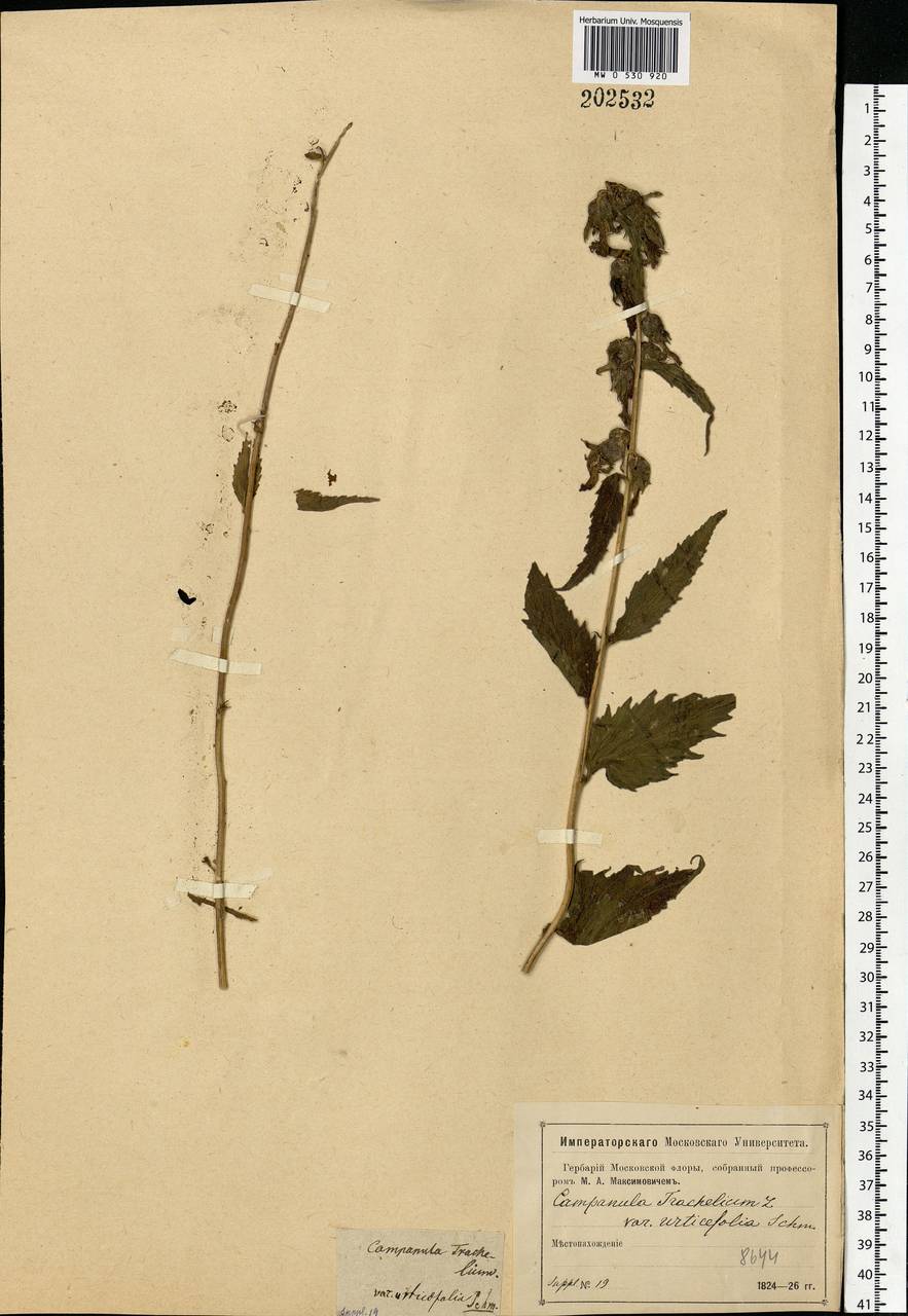 Campanula trachelium L., Eastern Europe, Moscow region (E4a) (Russia)