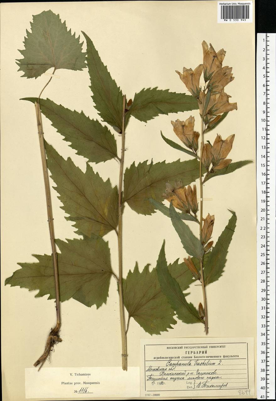 Campanula trachelium L., Eastern Europe, Moscow region (E4a) (Russia)