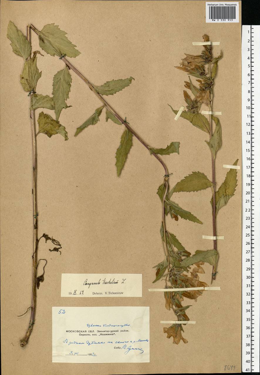 Campanula trachelium L., Eastern Europe, Moscow region (E4a) (Russia)
